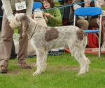 G-Anteros.JPG