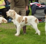 Filename=R-Merlino.JPG
Filesize=346KiB
Dimensions=600x577
Date added=Sep 14, 2011 R-Merlino.JPG