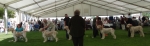 Dog Lineup.JPG