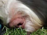 Filename=Nose.JPG
Filesize=142KiB
Dimensions=600x450
Date added=Aug 18, 2010 Nose.JPG