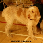 Filename=M-Evangelina.jpg
Filesize=84KiB
Dimensions=650x650
Date added=Aug 18, 2010 M-Evangelina.jpg