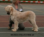Filename=M-StellaDiMare.jpg
Filesize=107KiB
Dimensions=715x617
Date added=Aug 18, 2010 M-StellaDiMare.jpg