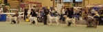 Filename=DogLineup.JPG
Filesize=133KiB
Dimensions=1874x600
Date added=Sep 14, 2011 DogLineup.JPG