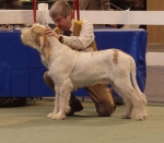 Filename=H-KirRoyale.JPG
Filesize=60KiB
Dimensions=600x525
Date added=Sep 14, 2011 H-KirRoyale.JPG