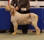 I-Fiorenzo.JPG