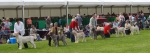 Filename=Dog Lineup.JPG
Filesize=826KiB
Dimensions=1670x600
Date added=Aug 18, 2010 Dog Lineup.JPG