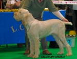 Filename=C-Cesario.jpg
Filesize=95KiB
Dimensions=750x584
Date added=Sep 14, 2011 C-Cesario.jpg