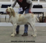 Filename=S-Legno.jpg
Filesize=74KiB
Dimensions=600x557
Date added=Sep 14, 2011 S-Legno.jpg