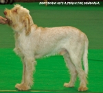 Filename=M-HesAPeach.jpg
Filesize=88KiB
Dimensions=700x639
Date added=Sep 14, 2011 M-HesAPeach.jpg
