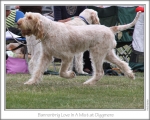 Filename=B-LoveInAMist-3.jpg
Filesize=139KiB
Dimensions=868x698
Date added=Aug 18, 2010 B-LoveInAMist-3.jpg