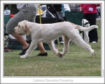 C-DecemberDreaming-3.jpg