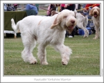 H-YorkshireWarrior-2.jpg