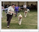 Filename=DogWinners.jpg
Filesize=174KiB
Dimensions=868x712
Date added=Aug 18, 2010 DogWinners.jpg