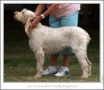 Filename=S-GoldflySugarfoot.jpg
Filesize=160KiB
Dimensions=870x757
Date added=Aug 18, 2010 S-GoldflySugarfoot.jpg