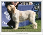 Filename=I-Morra.jpg
Filesize=151KiB
Dimensions=868x698
Date added=Sep 14, 2011 I-Morra.jpg