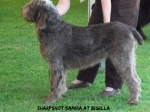 Filename=Sharpshot-Samira.jpg
Filesize=69KiB
Dimensions=600x450
Date added=Aug 18, 2010 Sharpshot-Samira.jpg