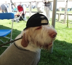 Filename=SpectatorDog.JPG
Filesize=208KiB
Dimensions=600x545
Date added=Aug 18, 2010 SpectatorDog.JPG