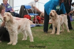 Filename=DogChallenge.jpg
Filesize=119KiB
Dimensions=750x500
Date added=Sep 14, 2011 DogChallenge.jpg
