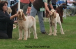 Filename=PuppyDogChallenge.jpg
Filesize=103KiB
Dimensions=750x492
Date added=Sep 14, 2011 PuppyDogChallenge.jpg