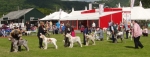 Dog Lineup.JPG