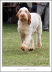 I-Fiorenzo-2.jpg
