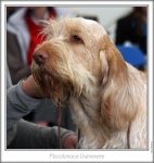Filename=P-Guinevere-1.jpg
Filesize=160KiB
Dimensions=658x691
Date added=Sep 18, 2011 P-Guinevere-1.jpg