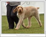 P-Guinevere-4.jpg