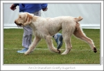 Filename=S-GoldflySugarfoot-3.jpg
Filesize=191KiB
Dimensions=863x596
Date added=Sep 18, 2011 S-GoldflySugarfoot-3.jpg