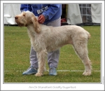 Filename=S-GoldflySugarfoot-4.jpg
Filesize=216KiB
Dimensions=870x755
Date added=Sep 18, 2011 S-GoldflySugarfoot-4.jpg