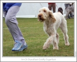 Filename=S-GoldflySugarfoot.jpg
Filesize=213KiB
Dimensions=868x707
Date added=Sep 18, 2011 S-GoldflySugarfoot.jpg