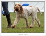 Filename=T-Celeste-3.jpg
Filesize=182KiB
Dimensions=867x683
Date added=Sep 18, 2011 T-Celeste-3.jpg