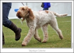 Filename=T-Celeste-4.jpg
Filesize=160KiB
Dimensions=864x617
Date added=Sep 18, 2011 T-Celeste-4.jpg