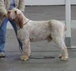 I-Fiorenzo.jpg