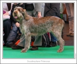 Filename=S-Primrose.jpg
Filesize=177KiB
Dimensions=979x828
Date added=Sep 18, 2011 S-Primrose.jpg