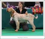 Filename=T-Celeste.jpg
Filesize=175KiB
Dimensions=980x868
Date added=Sep 18, 2011 T-Celeste.jpg