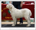 Filename=B-EcoDiMare.jpg
Filesize=202KiB
Dimensions=825x695
Date added=Feb 23, 2013 B-EcoDiMare.jpg