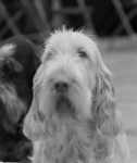 Filename=B-LoveInAMist2.jpg
Filesize=291KiB
Dimensions=700x828
Date added=Sep 18, 2011 B-LoveInAMist2.jpg