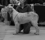 Filename=T-Celeste.jpg
Filesize=244KiB
Dimensions=700x616
Date added=Sep 18, 2011 T-Celeste.jpg