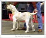 Filename=B-Limoncello.jpg
Filesize=180KiB
Dimensions=977x812
Date added=Sep 18, 2011 B-Limoncello.jpg