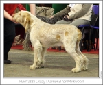 Filename=H-CrazyDiamond.jpg
Filesize=174KiB
Dimensions=977x812
Date added=Sep 18, 2011 H-CrazyDiamond.jpg