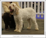 Filename=H-YorkshireWarrior.jpg
Filesize=146KiB
Dimensions=977x812
Date added=Sep 18, 2011 H-YorkshireWarrior.jpg
