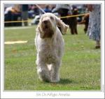 Filename=A-Amelia3.jpg
Filesize=194KiB
Dimensions=789x750
Date added=Sep 18, 2011 A-Amelia3.jpg