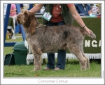 C-Comus1.jpg