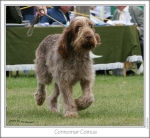 Filename=C-Comus3.jpg
Filesize=306KiB
Dimensions=811x750
Date added=Sep 18, 2011 C-Comus3.jpg