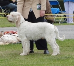 Filename=H-YorkshireWarrior.jpg
Filesize=384KiB
Dimensions=700x626
Date added=Sep 18, 2011 H-YorkshireWarrior.jpg