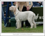 Filename=H-YorkshireWarrior1.jpg
Filesize=215KiB
Dimensions=937x756
Date added=Sep 18, 2011 H-YorkshireWarrior1.jpg