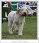 Filename=H-YorkshireWarrior2.jpg
Filesize=207KiB
Dimensions=681x743
Date added=Sep 18, 2011 H-YorkshireWarrior2.jpg