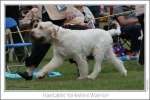 Filename=H-YorkshireWarrior3.jpg
Filesize=212KiB
Dimensions=1114x750
Date added=Sep 18, 2011 H-YorkshireWarrior3.jpg