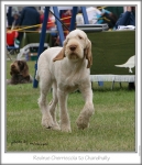 Filename=R-Cherriecola2.jpg
Filesize=203KiB
Dimensions=589x683
Date added=Sep 18, 2011 R-Cherriecola2.jpg