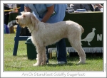 Standfast-GoldflySugarfoot1.jpg